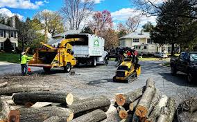 Best Leaf Removal  in Carrollton, AL