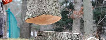 Best Tree Risk Assessment  in Carrollton, AL