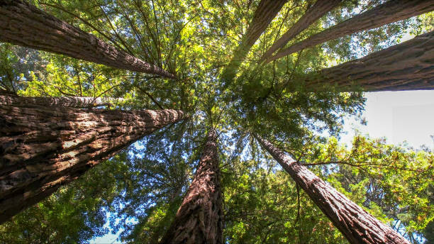 Best Tree Removal  in Carrollton, AL