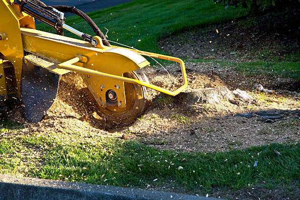 Best Palm Tree Trimming  in Carrollton, AL